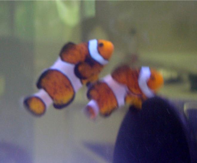 saltwater fish - amphiprion ocellaris - ocellaris clownfish stocking in 20 gallons tank - Occelaris Clowns, exploring their new home!