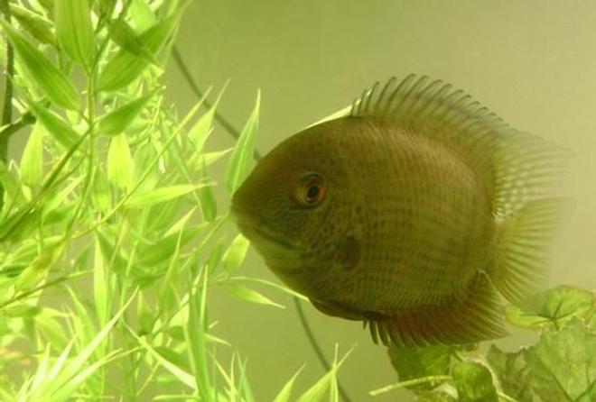 freshwater fish - heros serverus - green severum stocking in 55 gallons tank - My green severum