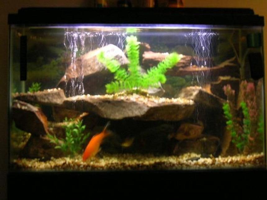 Rated #3174: 40 Gallons Freshwater Fish Tank - 40 gal fresh water