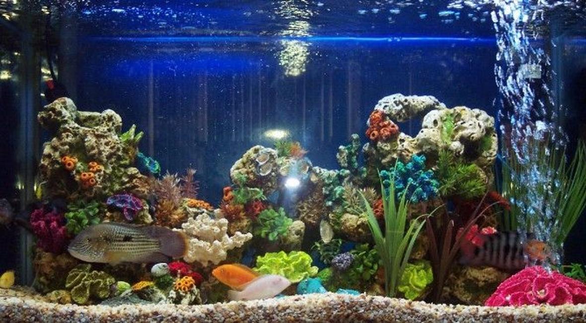 freshwater fish - aequidens rivulatus - green terror stocking in 55 gallons tank - 55g