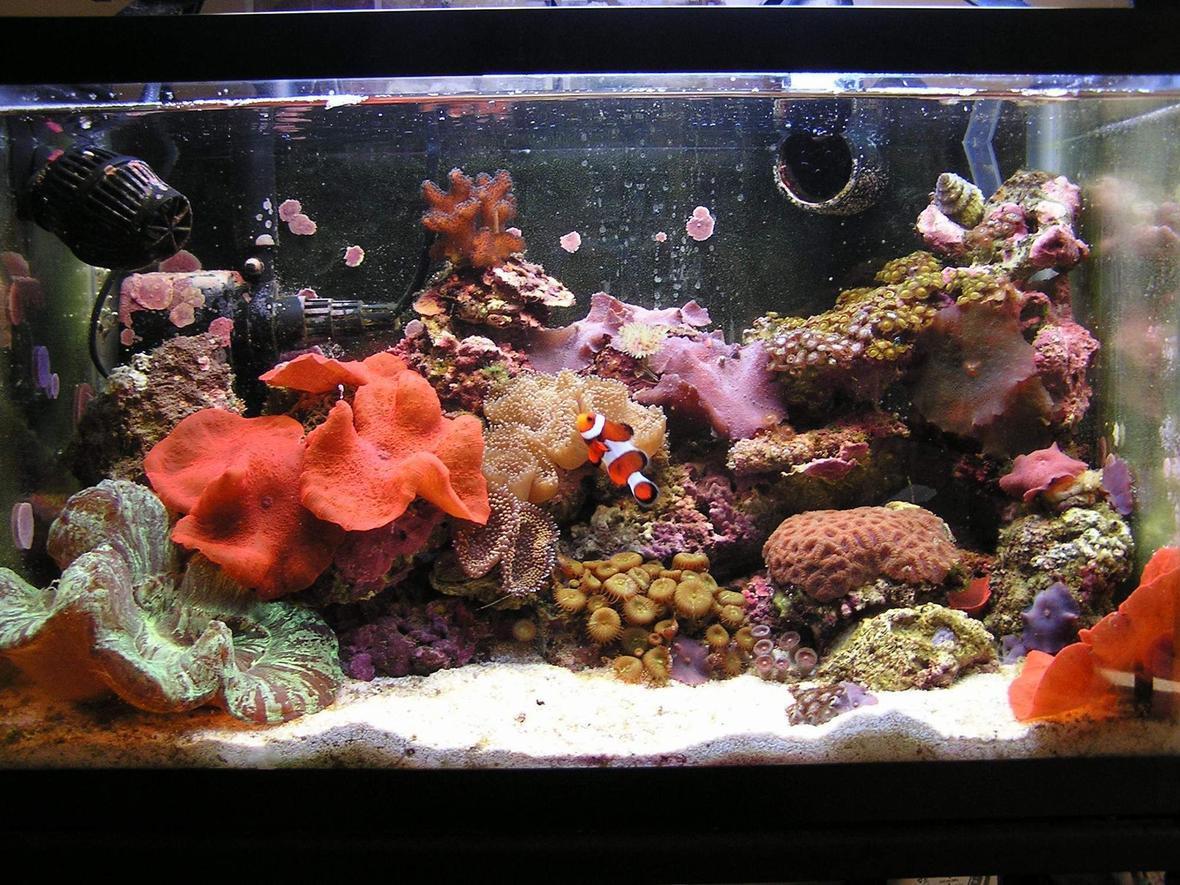 10 gallons reef tank (mostly live coral and fish) - Recent FTS of my ten gallon nano.