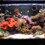 10 gallons reef tank (mostly live coral and fish) - Recent FTS of my ten gallon nano.