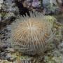 corals inverts - fungia sp. - plate coral stocking in 29 gallons tank - fungi plate