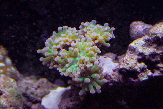 corals inverts - euphyllia paradivisa - frogspawn coral stocking in 29 gallons tank - This is my hammer coral that I have had for 4 months now, I bought it with 2 heads and now it has four, almost five.