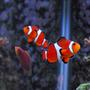 saltwater fish - amphiprion ocellaris - ocellaris clownfish stocking in 29 gallons tank - My fish are photogenic...but I need a macro lens like crazy. They pose for me...as you see. :)