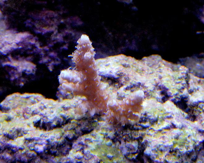 corals inverts - acropora millepora stocking in 29 gallons tank - Ice blue Millipora. its an ORA coral and I bought it from a friend for very cheap. He bought it for 95 bucks for two inches. Should be gorgeous with some growth to it.