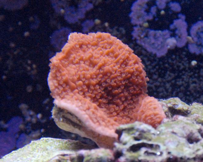 corals inverts - montipora capricornis - red candy cap coral stocking in 29 gallons tank - This is a montipora cap that I was given, another benefit of hanging out at the lfs and helping out. its growing very slowly, but extends all day every day. A gorgeous addition to any reef!