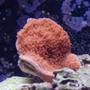 corals inverts - montipora capricornis - red candy cap coral stocking in 29 gallons tank - This is a montipora cap that I was given, another benefit of hanging out at the lfs and helping out. its growing very slowly, but extends all day every day. A gorgeous addition to any reef!