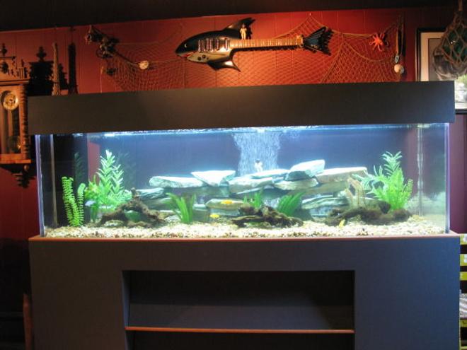 205 gallons freshwater fish tank (mostly fish and non-living decorations) - 205 gal. 28" wide, 24" tall, 83" long. Acrylic freshwater aquarium with 25 gal. sump.  Lighting used is Compact Fluorescent. Tank was custom made. Contains rift lake cichlids, pictus cats, bala shark, blue lobster and a tiger oscar as of now.