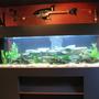 205 gallons freshwater fish tank (mostly fish and non-living decorations) - 205 gal. 28" wide, 24" tall, 83" long. Acrylic freshwater aquarium with 25 gal. sump. Lighting used is Compact Fluorescent. Tank was custom made. Contains rift lake cichlids, pictus cats, bala shark, blue lobster and a tiger oscar as of now.
