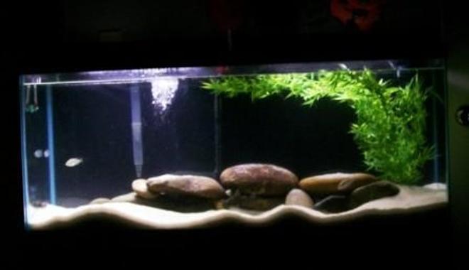 freshwater fish tank (mostly fish and non-living decorations) - My new world cichlid tank