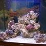 30 gallons saltwater fish tank (mostly fish, little/no live coral) - My tank