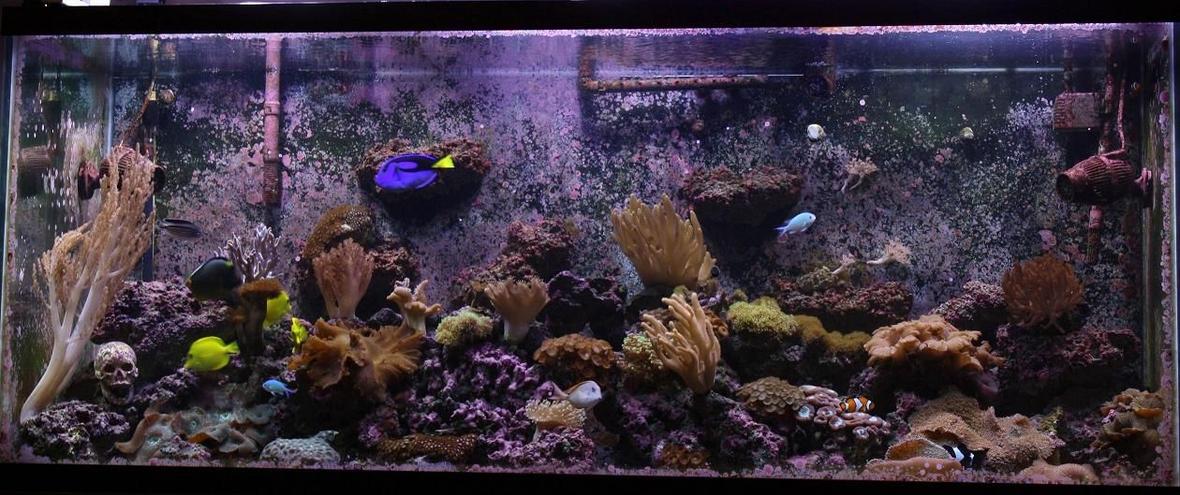 220 gallons reef tank (mostly live coral and fish) - 220g