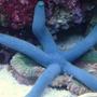 corals inverts - linckia laevigata - linckia sea star, blue stocking in 30 gallons tank - My Boy BLUE