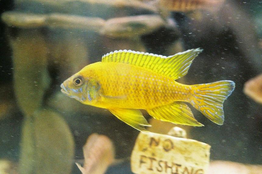 Rated #382: Freshwater Fish - Aulonocara Stuartgranti Stocking In 55 Gallons Tank - My Aulonocara Maleri Male