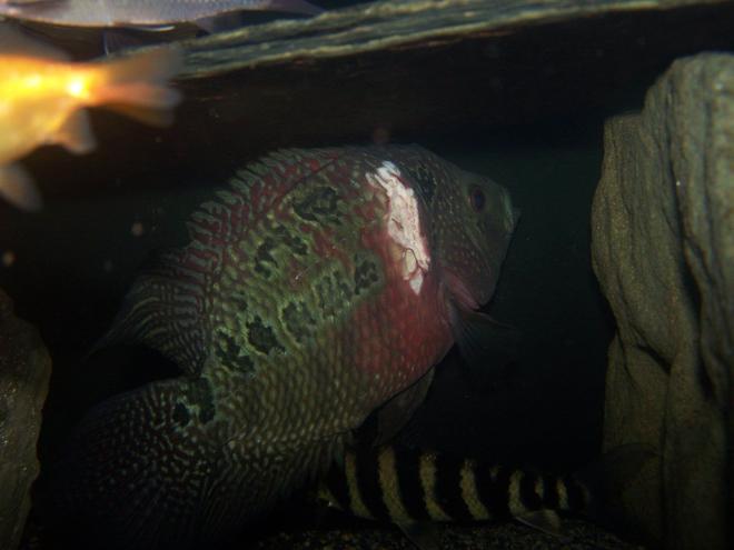 freshwater fish - cichlasoma sp. - flower horn cichlid stocking in 66 gallons tank - my flowerhorn with injury
