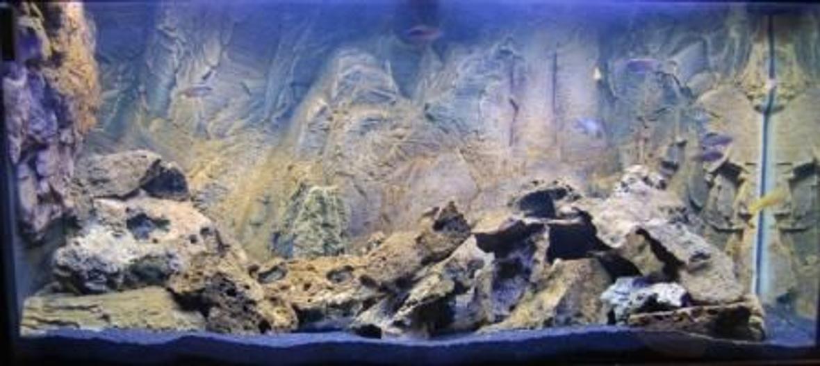 fish tank picture - Show Me Your Mbuna!!!