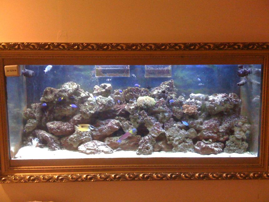 Rated #6: 120 Gallons Saltwater Fish Tank - Over 60 pounds of live rock,  several cheap  fish and wonderful experience building my own fish tank. I have couch next to the mine fish tank. Takes only a few minutes to fall asleep. Mine filtration set up allowed me avoiding  water change drastically. Multistage set up was created after many errors and adjustments. Thank you for  taking your time and expressing your vote.