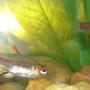 freshwater fish - inpaichthys kerri - purple emperor tetra stocking in 6 gallons tank - What kind of Tetras are these