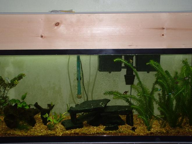 55 gallons planted tank (mostly live plants and fish) - My 55 Gallon Planted ( a work in progress)