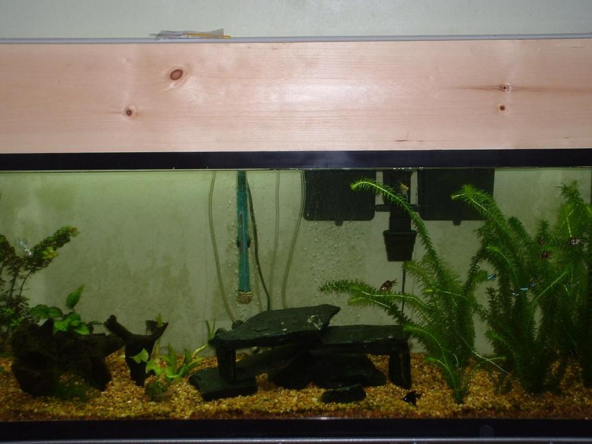 Rated #2167: 55 Gallons Planted Tank - My 55 Gallon Planted ( a work in progress)