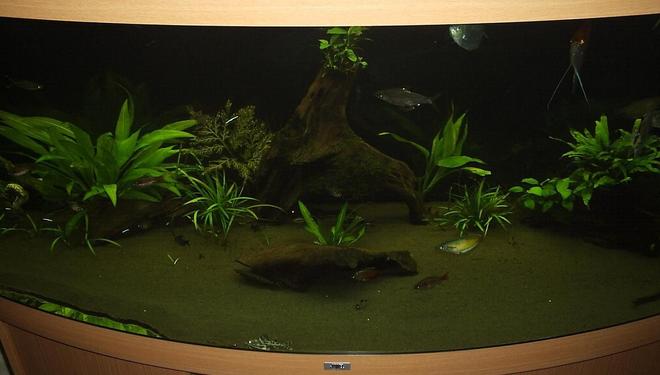 100 gallons planted tank (mostly live plants and fish) - Tank front view