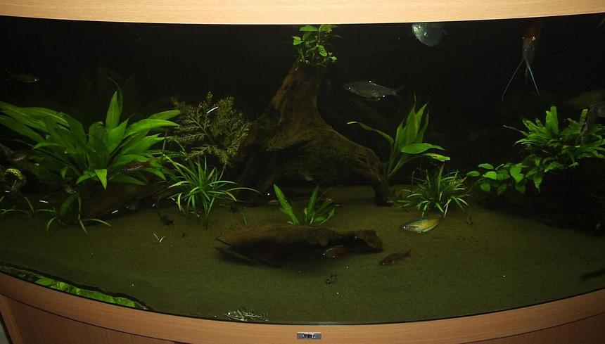 Rated #177: 100 Gallons Planted Tank - Tank front view