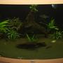 100 gallons planted tank (mostly live plants and fish) - Tank front view