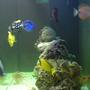saltwater fish - zebrasoma flavescens - yellow tang - hawaii stocking in 90 gallons tank - All of my fish...