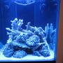 95 gallons reef tank (mostly live coral and fish) - FTS