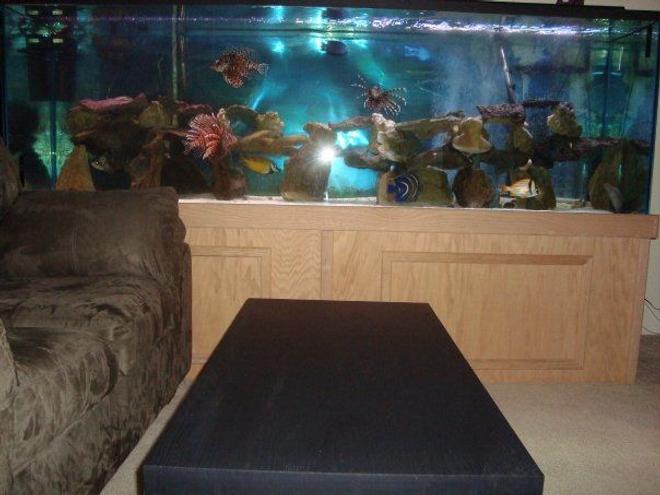 310 gallons saltwater fish tank (mostly fish, little/no live coral) - 310 Gallons.  The dimensions are 96in x 32in x 24in. Individual Pictures of the fish coming soon.