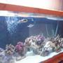 fish tank picture - another angle with new live rock added