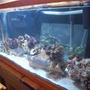 fish tank picture - another photo with new live rock added