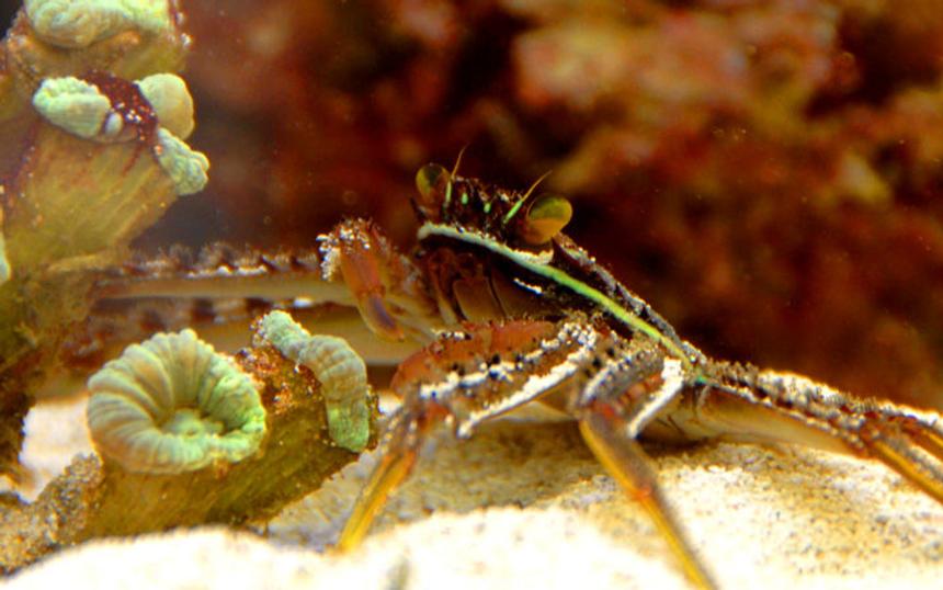Rated #58: Corals Inverts - Percnon Gibbesi - Sally Lightfoot Crab Stocking In 75 Gallons Tank - Sally