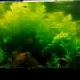 55 gallons planted tank (mostly live plants and fish) - 55 gallon planted tank, mostly water sprite