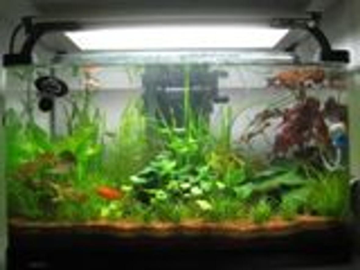 15 gallons planted tank (mostly live plants and fish) - nice forest..