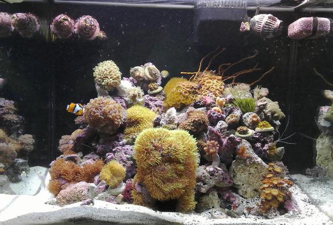 corals inverts - euphyllia glabrescens - torch coral stocking in 34 gallons tank - 34G RedSea Max