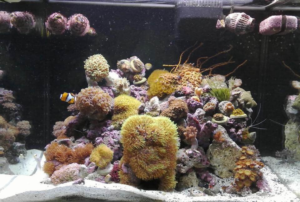 corals inverts - euphyllia glabrescens - torch coral stocking in 34 gallons tank - 34G RedSea Max