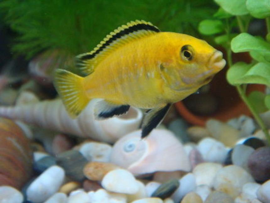 Rated #31: Freshwater Fish - Labidochromis Caeruleus - Electric Yellow Cichlid Stocking In 11 Gallons Tank - My first Electric Yellow Lab