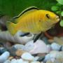 freshwater fish - labidochromis caeruleus - electric yellow cichlid stocking in 11 gallons tank - My first Electric Yellow Lab