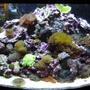fish tank picture - Always in transition