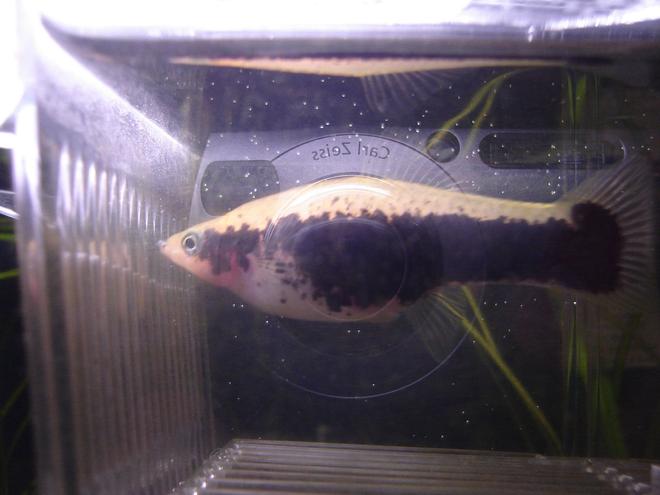 freshwater fish - xiphophorus helleri - tuxedo swordtail stocking in 56 gallons tank - Female Tuxedo Swordtail