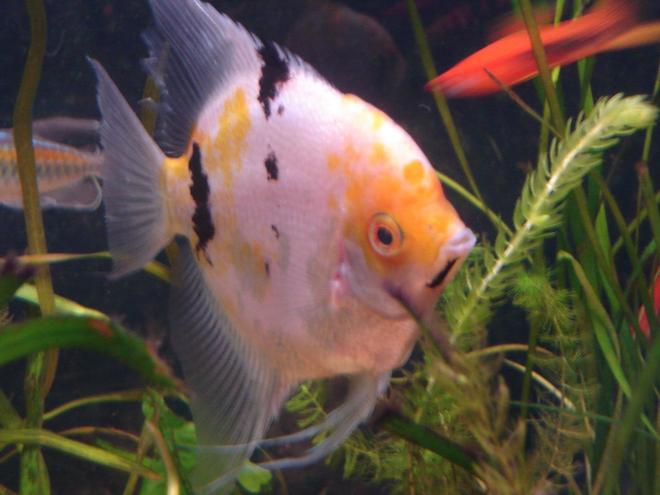 freshwater fish - pterophyllum sp. - white blushing angel stocking in 56 gallons tank - Angelfish Dominant Male