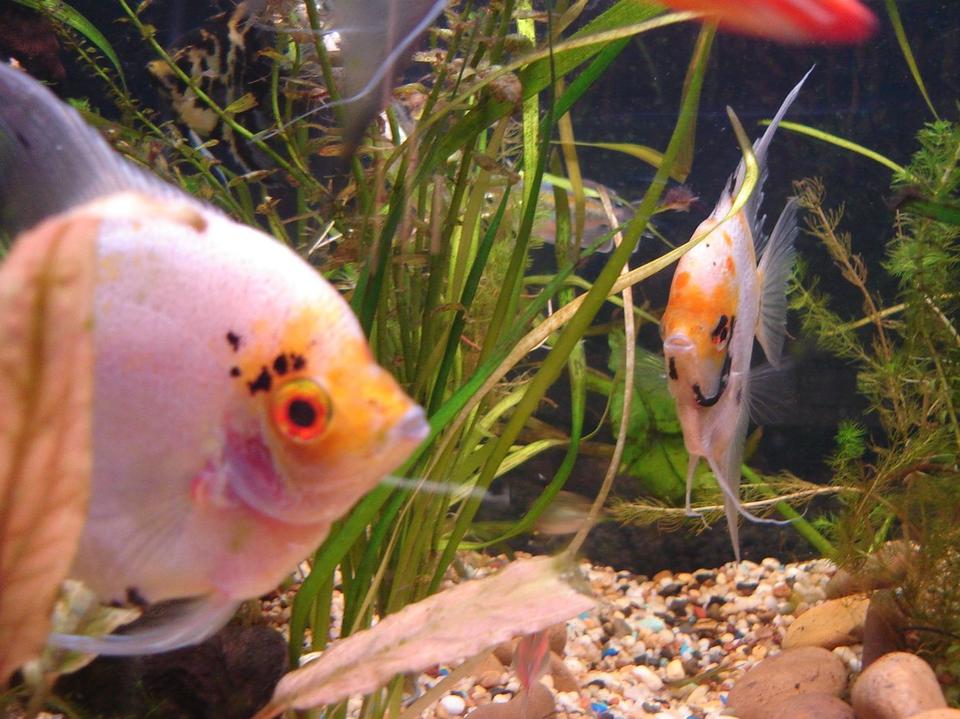 freshwater fish - pterophyllum sp. - white blushing angel stocking in 56 gallons tank - Lookin Badass