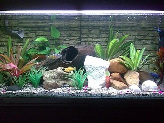 75 gallons freshwater fish tank (mostly fish and non-living decorations) - My Cichlid tank

Please feel free to leave comments