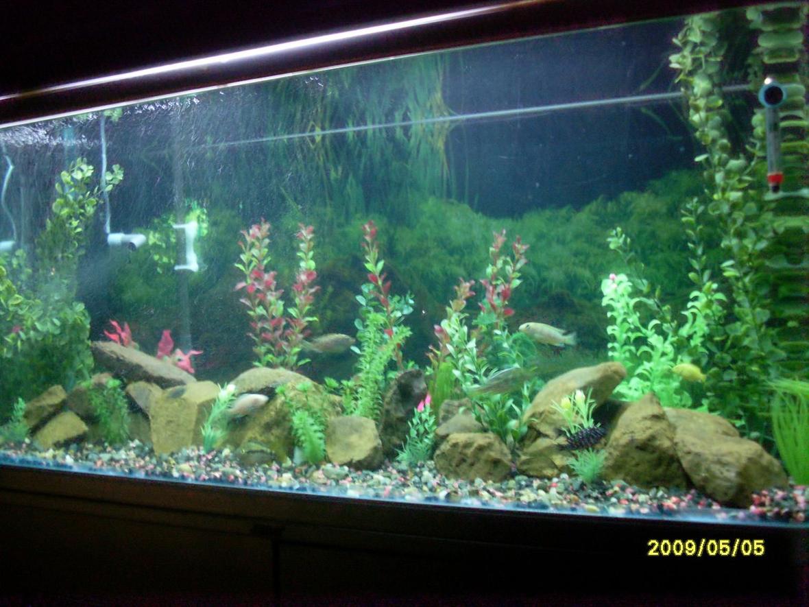 81 gallons freshwater fish tank (mostly fish and non-living decorations) - jebo tank