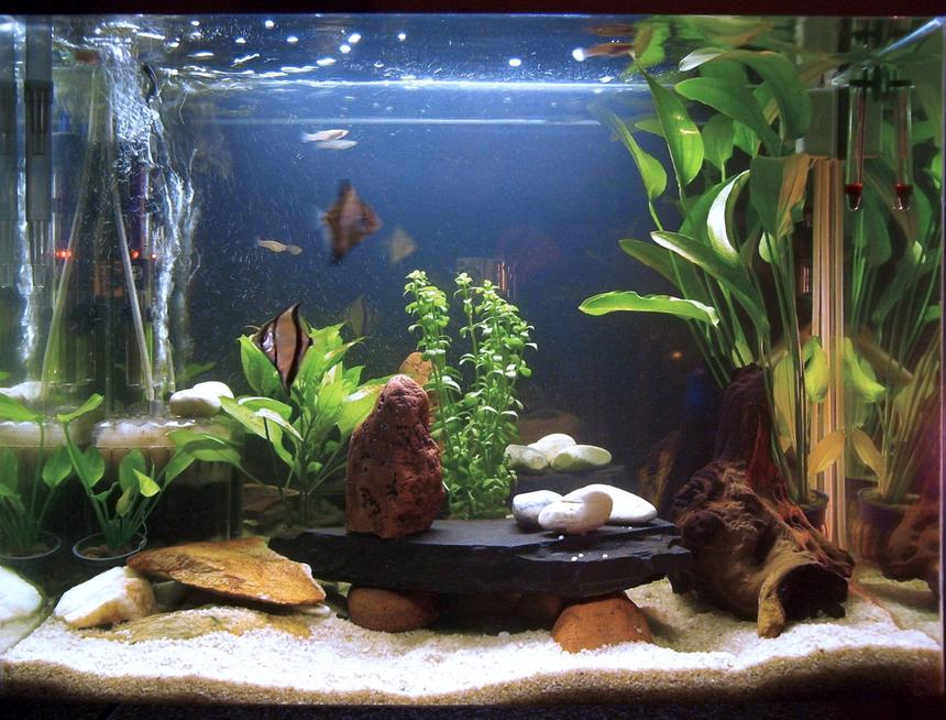 Rated #133: 20 Gallons Planted Tank - Tank after about 2 months. I will be adding more plants as soon as I get the chance... and find the right plants.