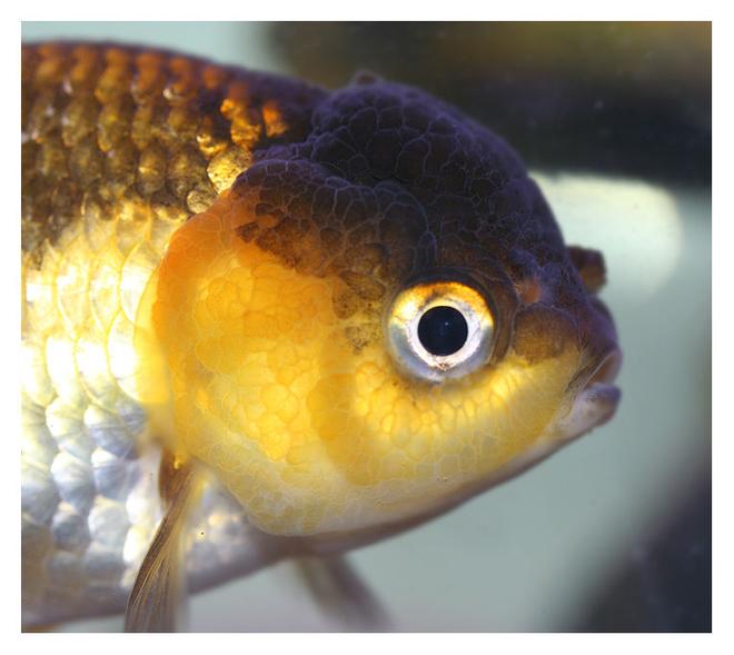 freshwater fish - carassius auratus stocking in 72 gallons tank - brown and yellow lionhead