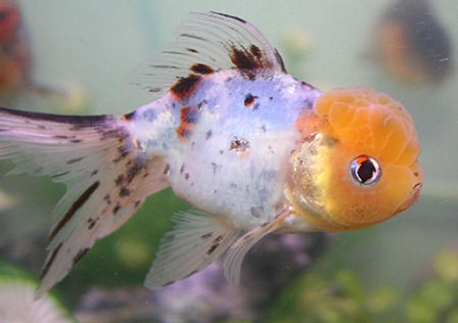 freshwater fish - carassius auratus - calico oranda goldfish stocking in 72 gallons tank - lemon-headed calico oranda