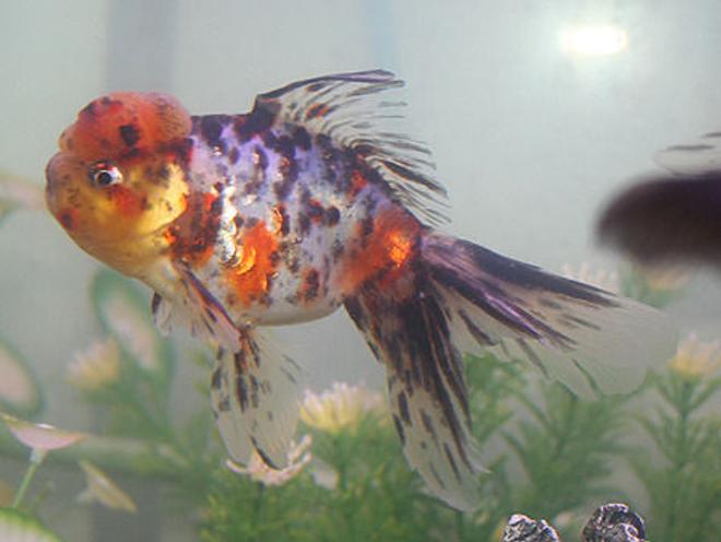freshwater fish - carassius auratus - calico oranda goldfish stocking in 72 gallons tank - calico oranda